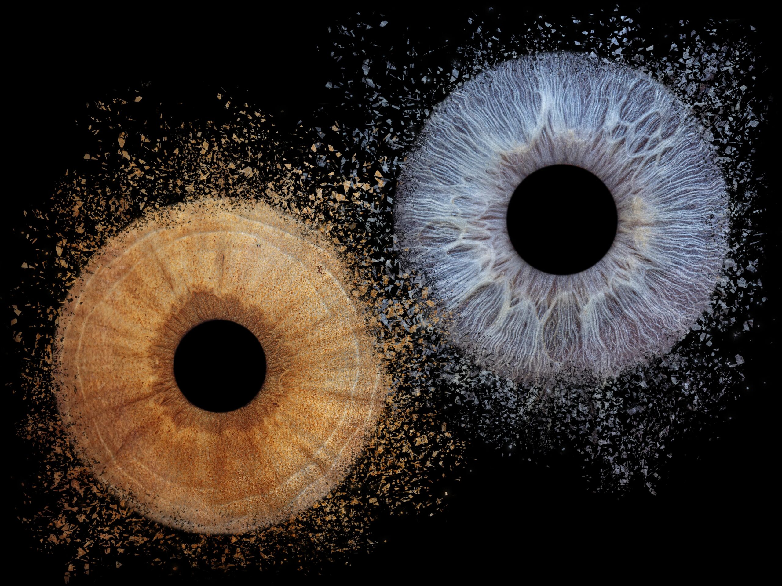 Photographe iris Fontoy