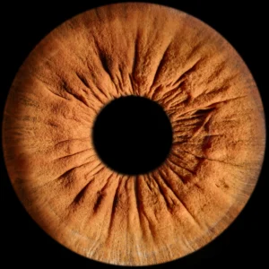 Photographe iris Fontoy - Mon iris